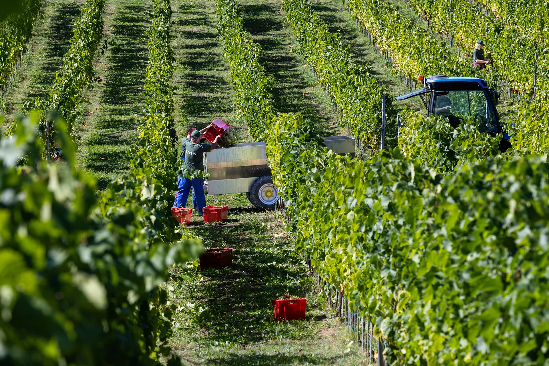 Vitus Vinogradi 1