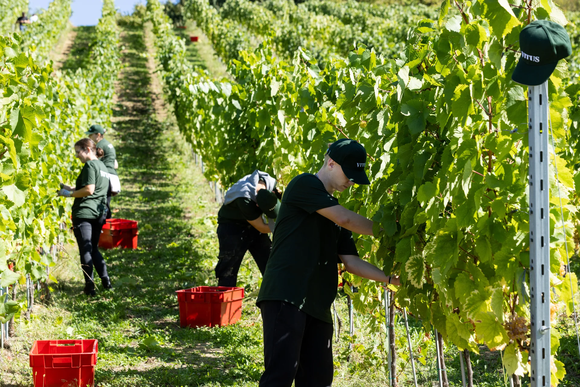 Berba u vinogradima vinarije Vitus 6