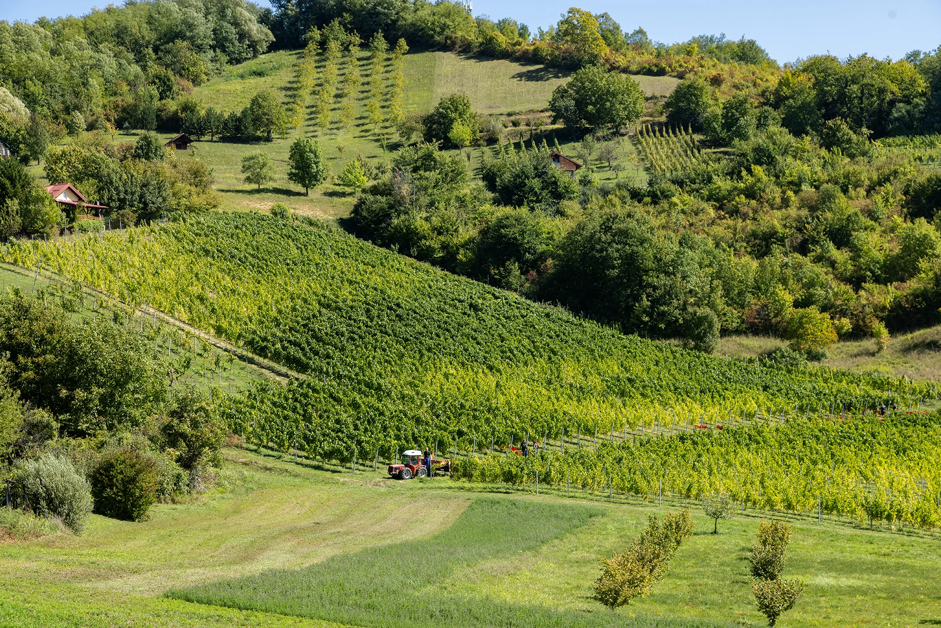 Vitus Vinogradi 2