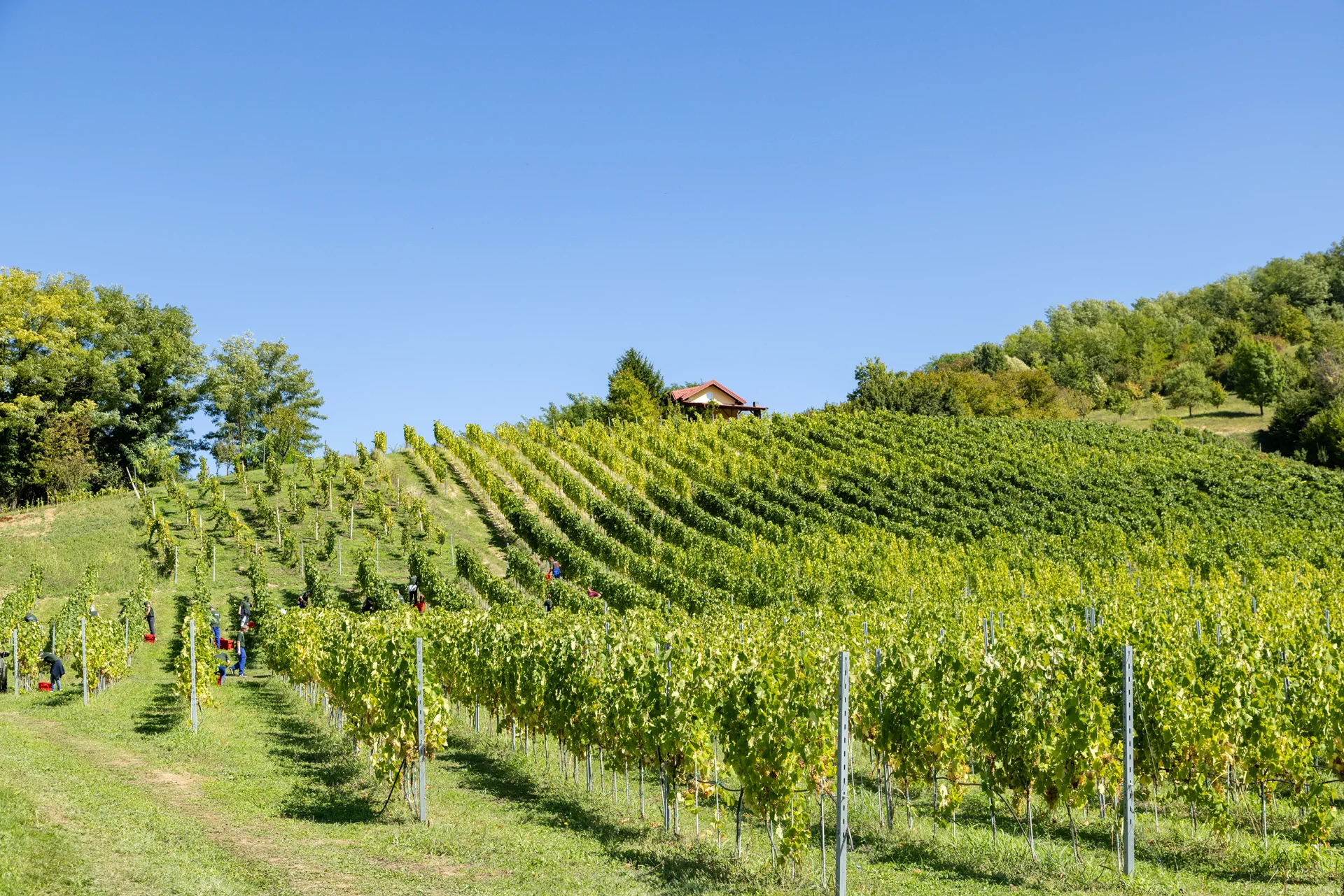 Iz naših vinograda