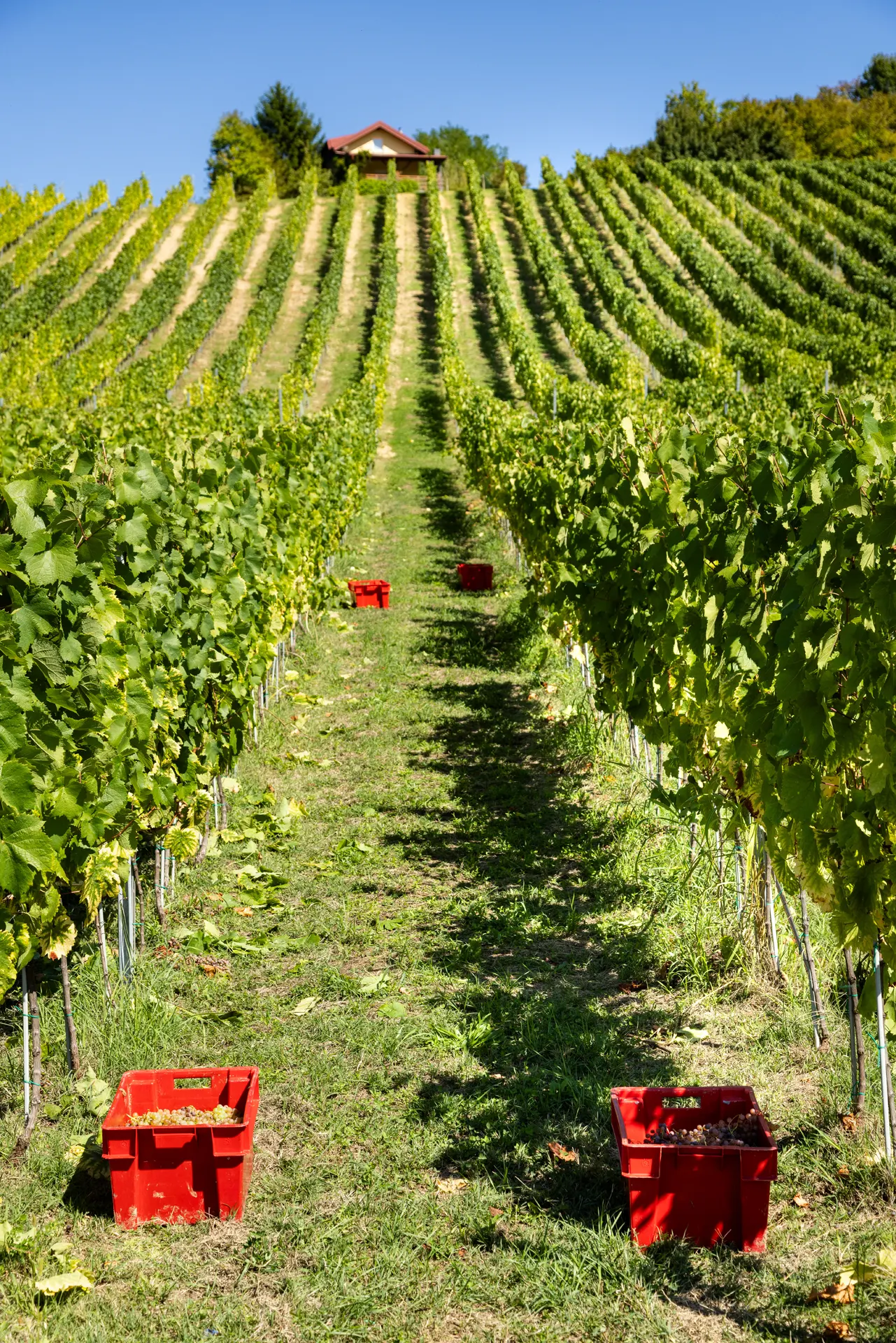 Berba u vinogradima vinarije Vitus 7
