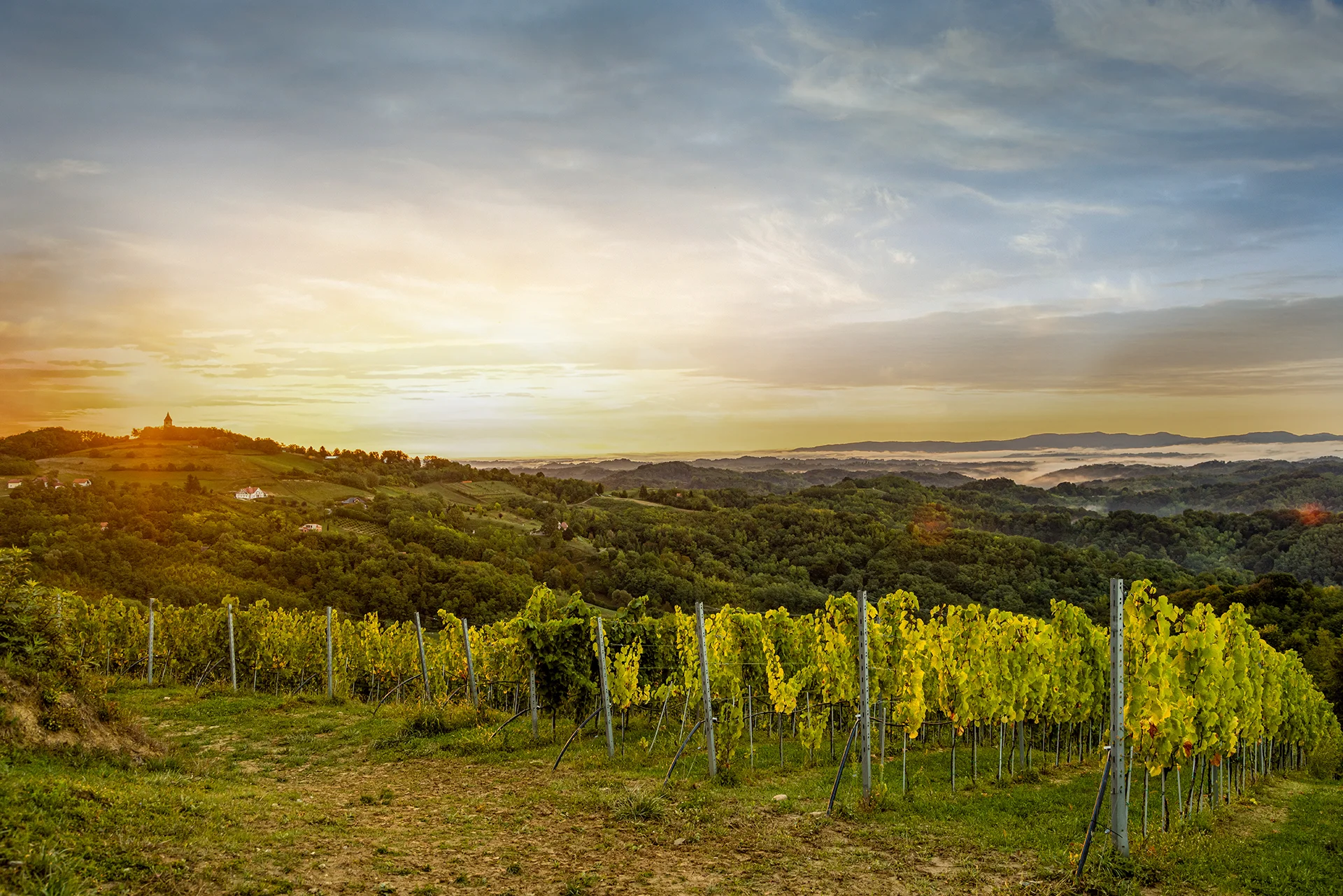 Od priče do vinograda