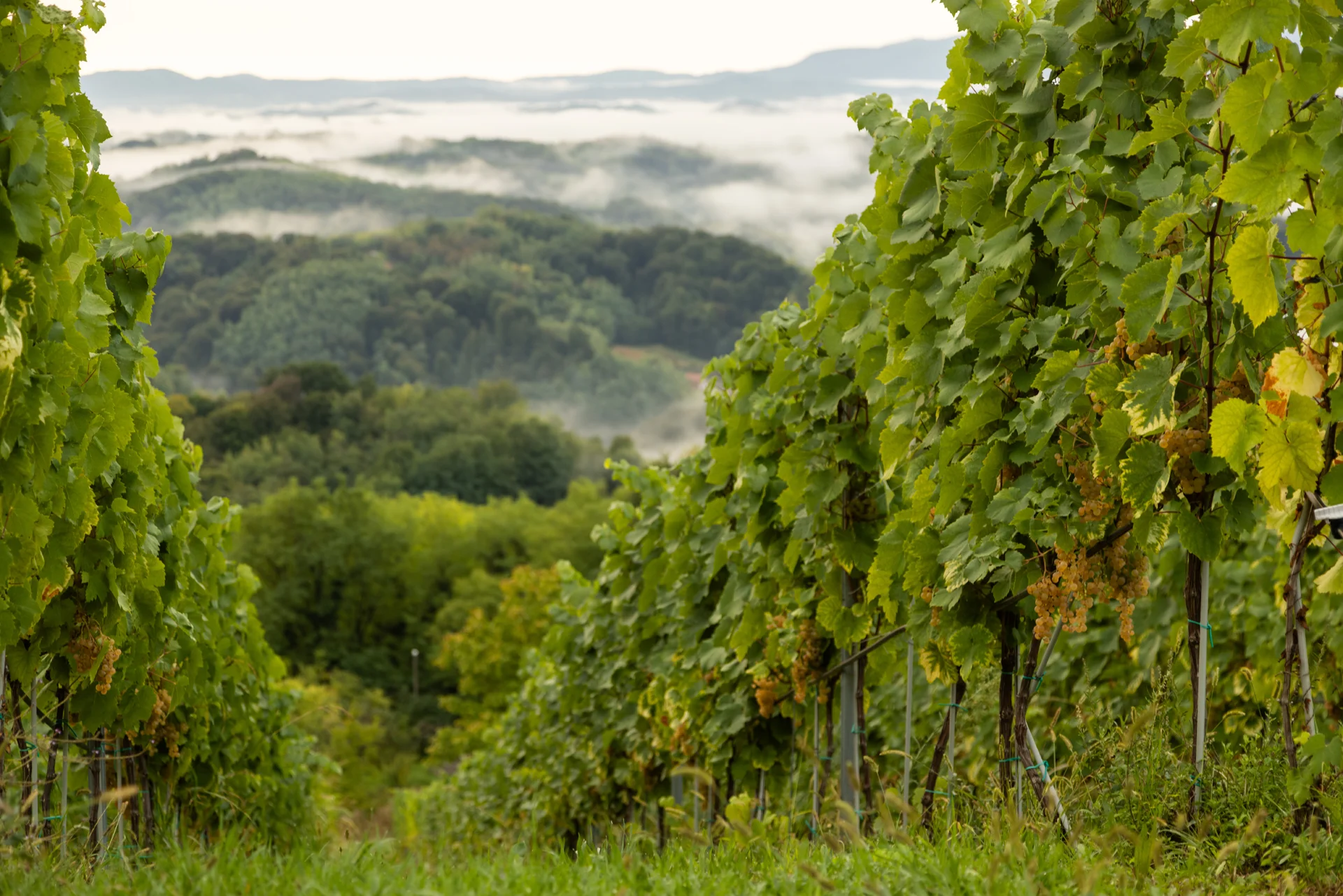 Vitus Vinogradi 6