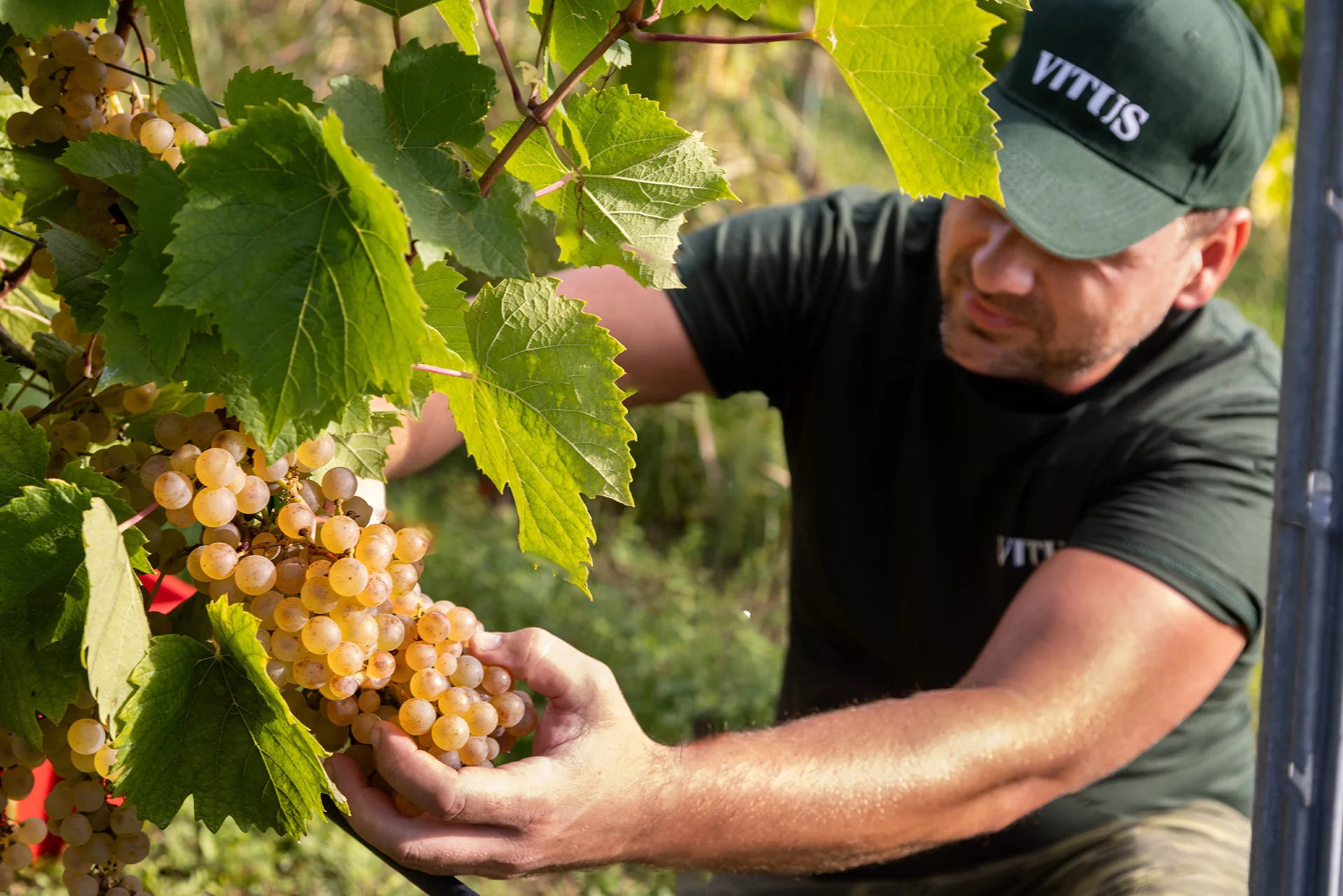 Berba u vinogradima vinarije Vitus 3