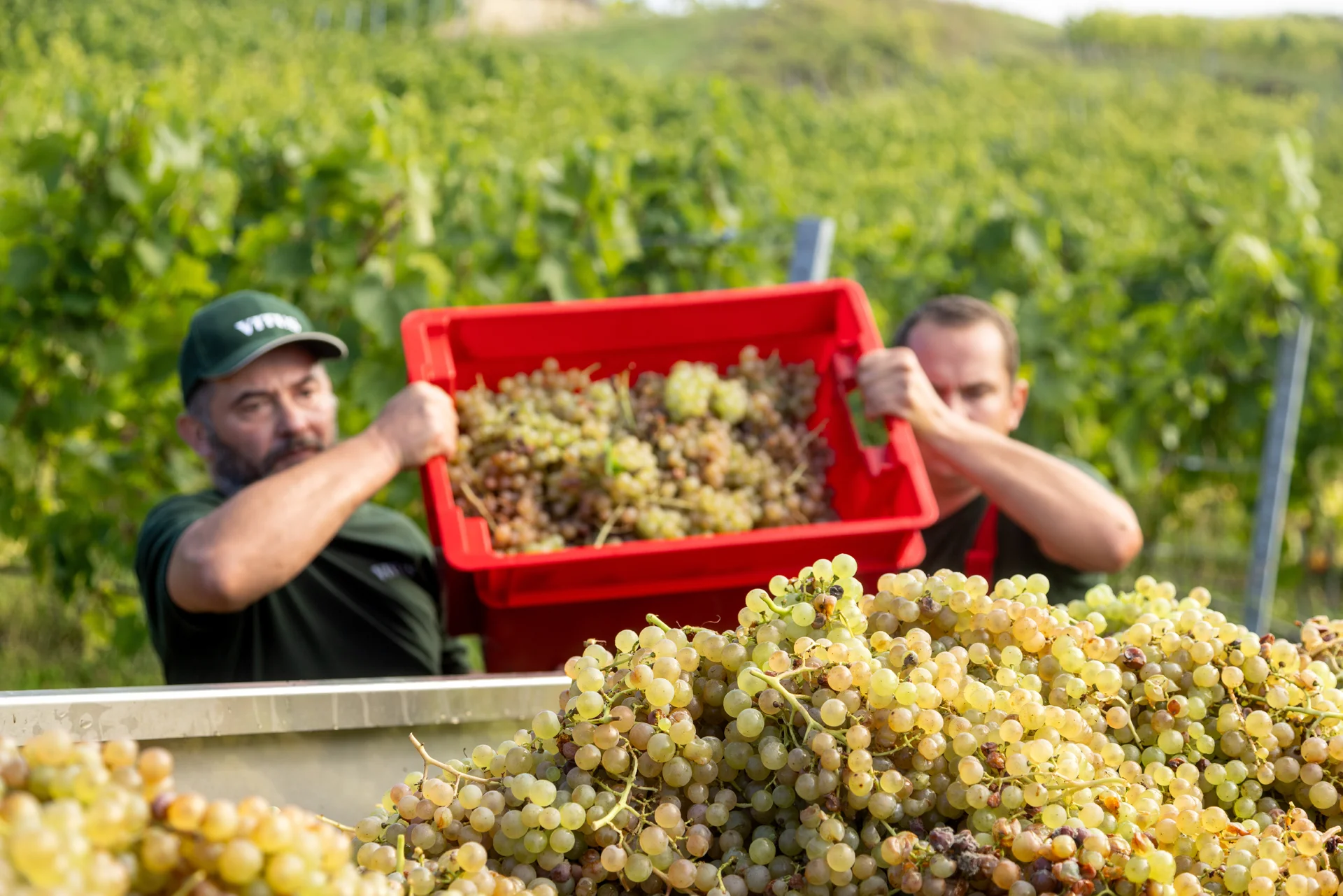 Vitus Vinogradi 3