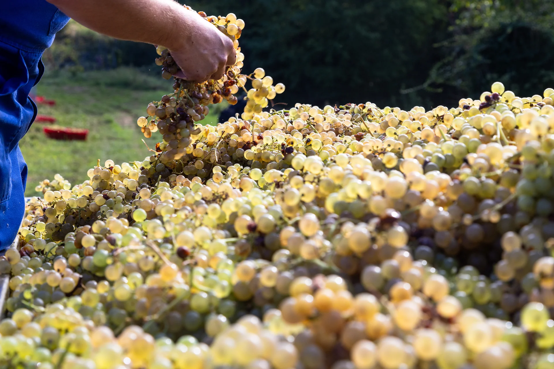 Berba u vinogradima vinarije Vitus 4