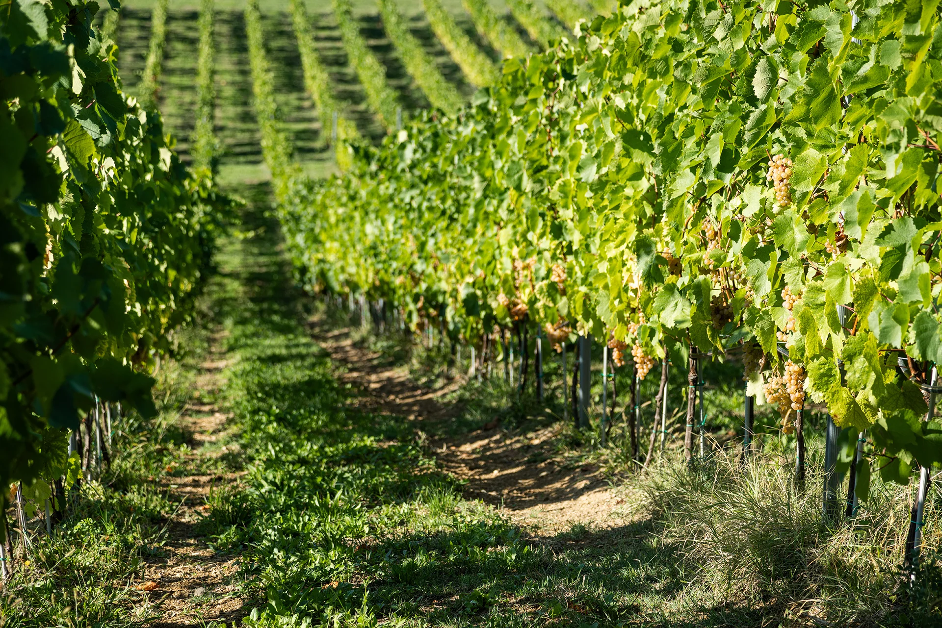 Vitus Vinogradi 4