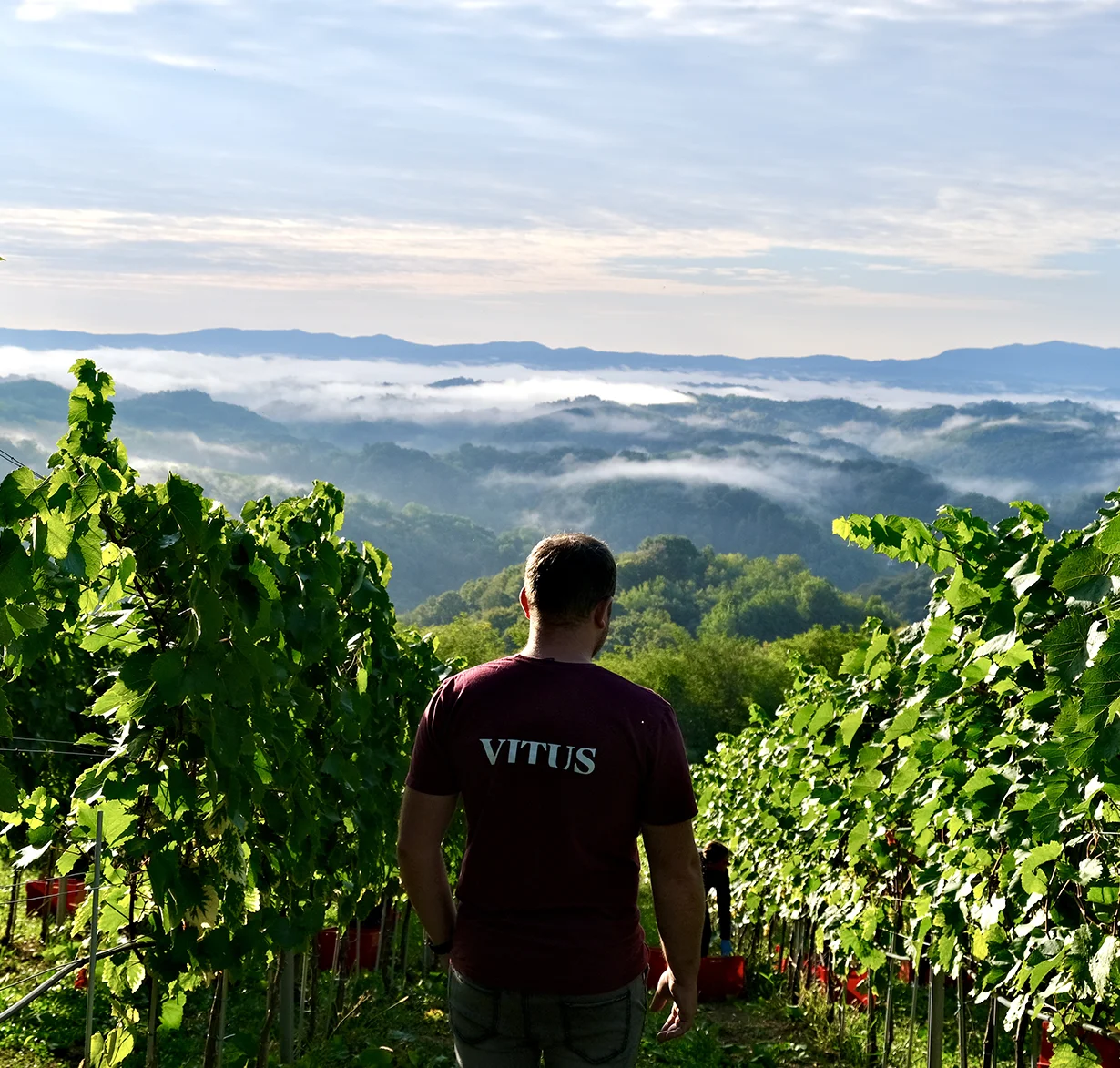 VITUS vinarija panorama