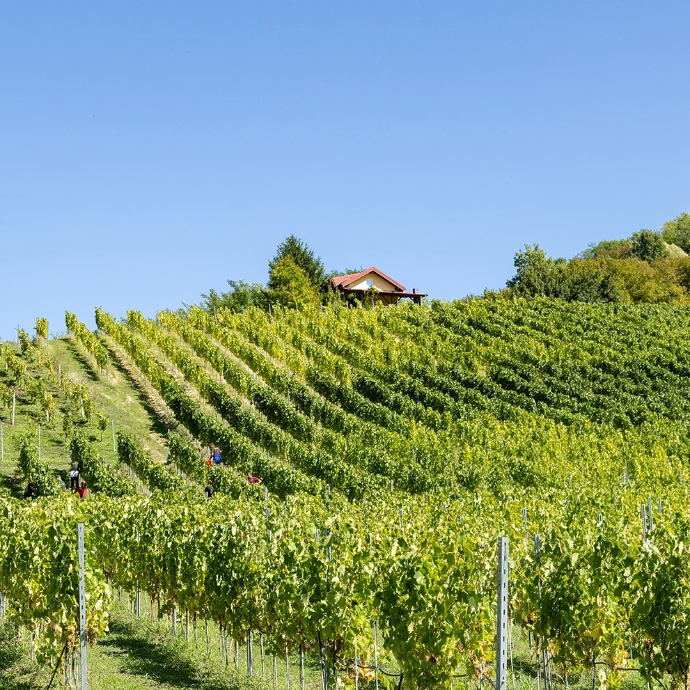 VITUS vinarija panorama 2