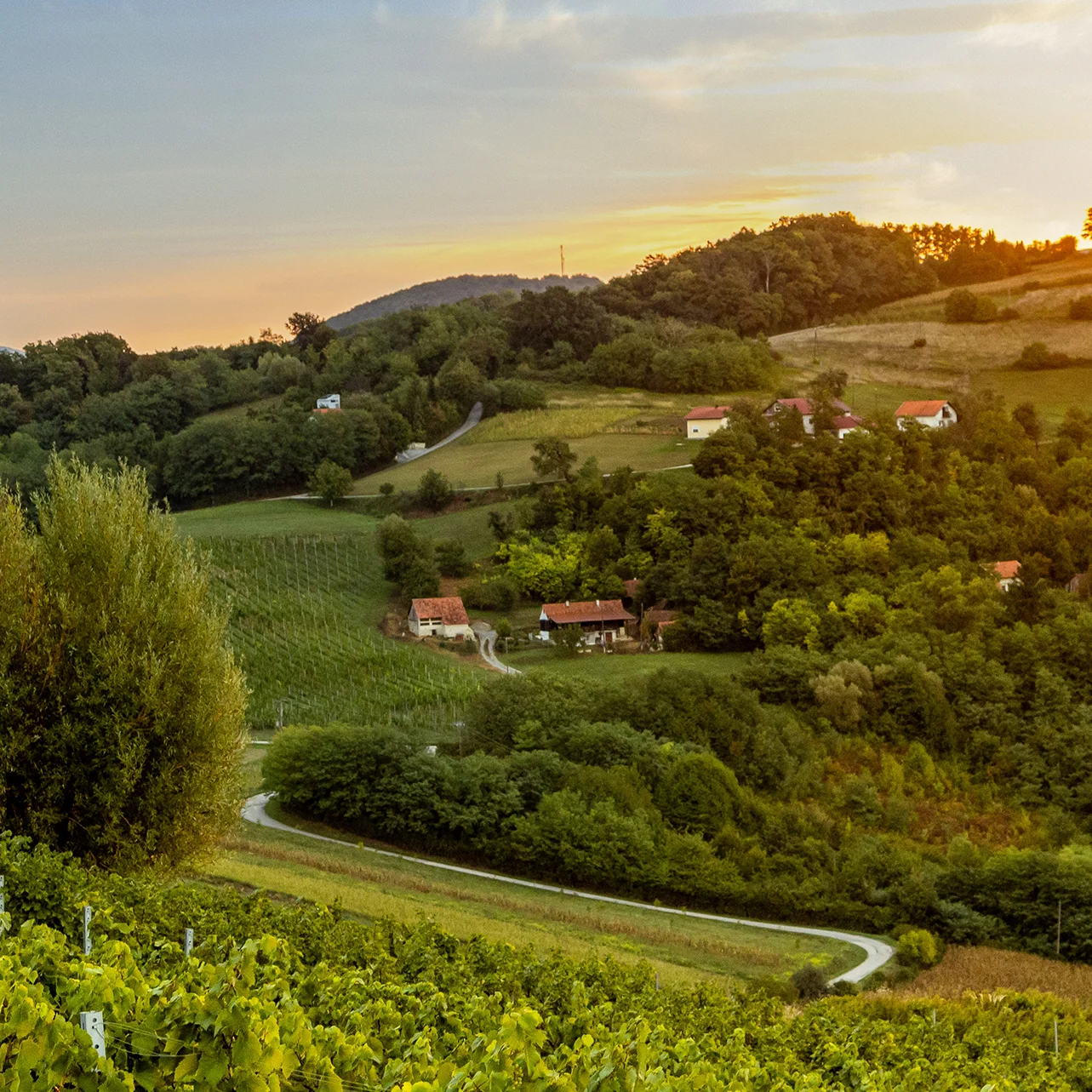 VITUS vinarija panorama 5