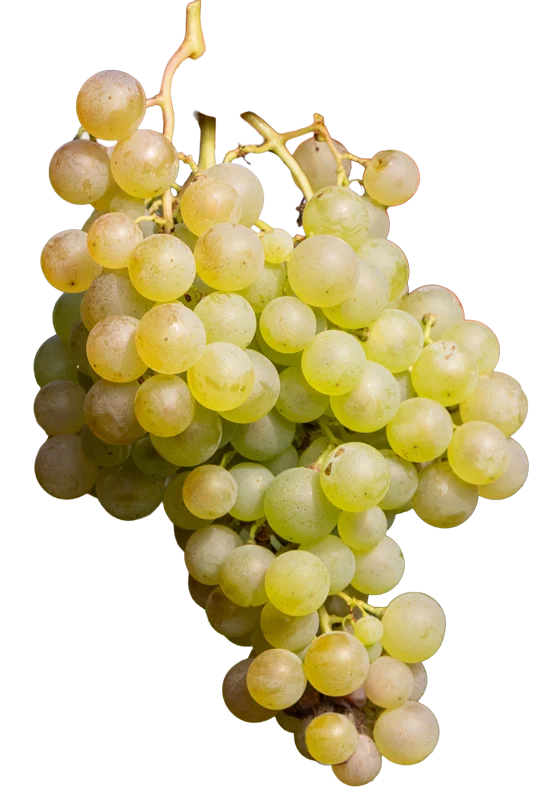 Vinograd
